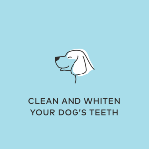 clean whiten dog teeth