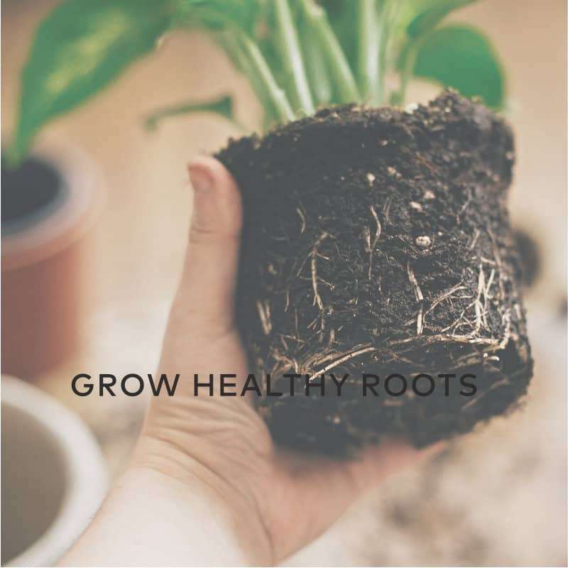 Grow Healthy Roots