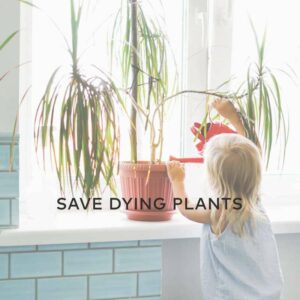 Save Dying Plants with Hydrogen Peroxide