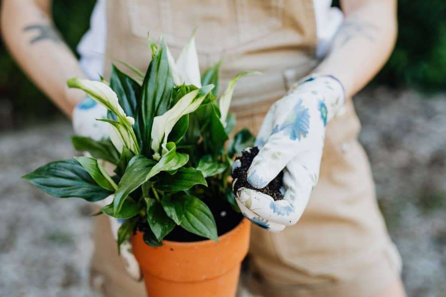 Care for Peace Lily Plant